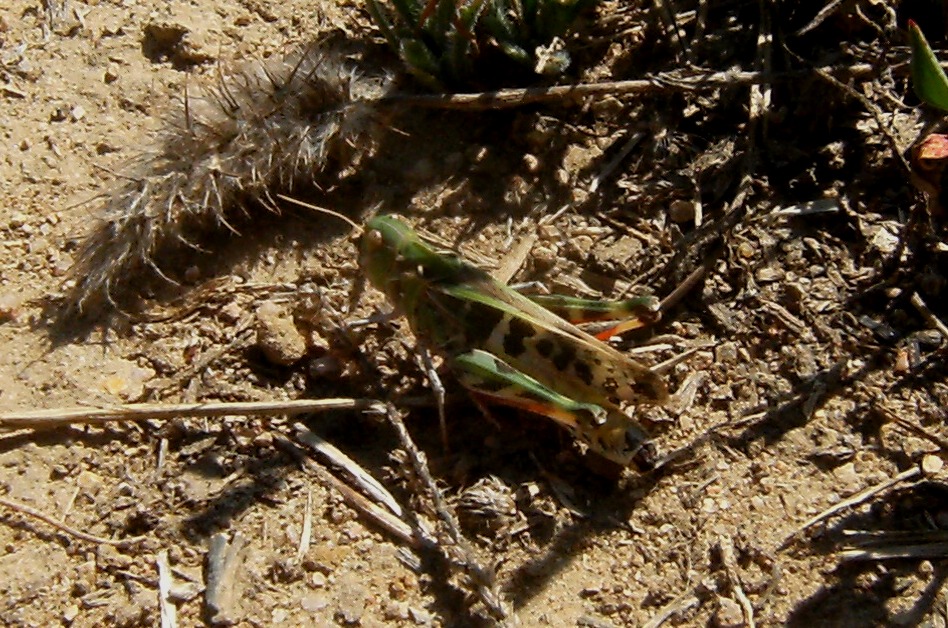 Acrididae: Locusta migratoria cinerascens e Oedaleus decorus